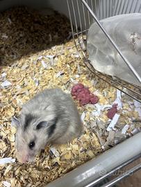 Criceti siriani pelo lungo