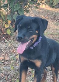 Cucciola rottweiler con Pedigree