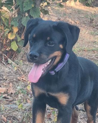 Cucciola rottweiler con Pedigree