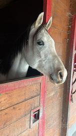 Cavallo Puro Sangue Arabo