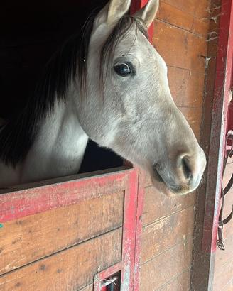 Cavallo Puro Sangue Arabo