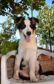 Cucciolo di Pastore Australiano