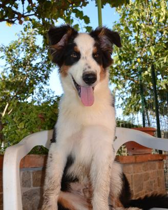Cucciolo di Pastore Australiano