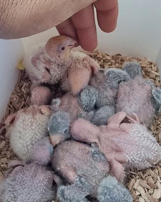 Pulli parrocchetti monaci