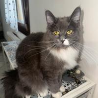 Cucciola disponibile