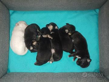 Chihuahua cuccioli