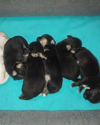 Chihuahua cuccioli