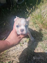 Bulldog francese