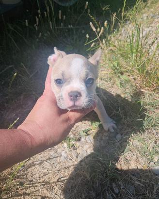 Bulldog francese