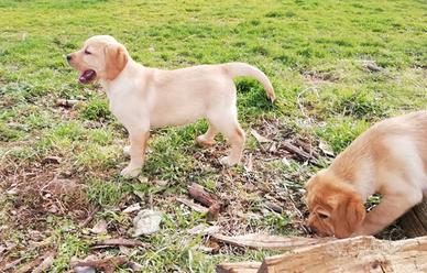Labrador