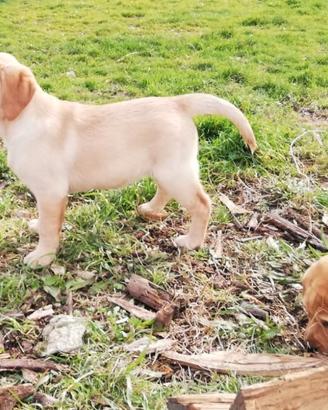 Labrador