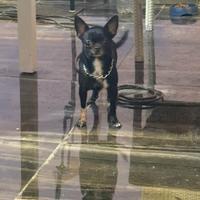 Fiu chihuahua mini Toy con pedigree