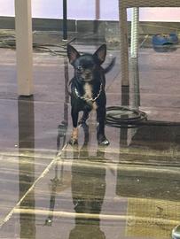 Fiu chihuahua mini Toy con pedigree