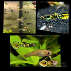 Guppy Endler Yellow Tiger allevati in purezza 