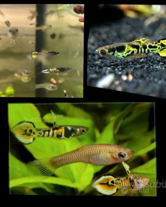 Guppy Endler Yellow Tiger allevati in purezza 