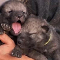 Cuccioli di cecoslovacco