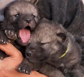 Cuccioli di cecoslovacco