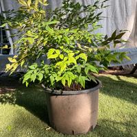 Nandina