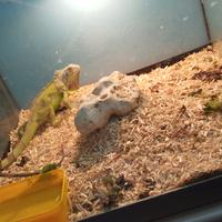 Iguana verde