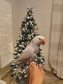 Pappagallo dal collare