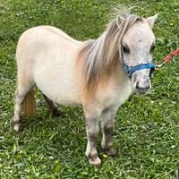 Miniature horse