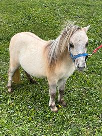 Miniature horse