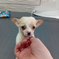 Chihuahua