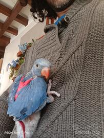 Parrocchetto dal collare