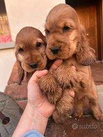 Cuccioli di cocker spaniel inglese