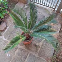 cycas