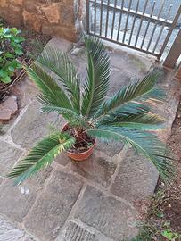 cycas
