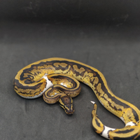 Pitone reale Spark pied