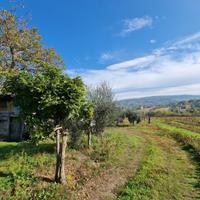 Terreno di mq 10000 a vigneto