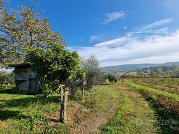 Terreno di mq 10000 a vigneto