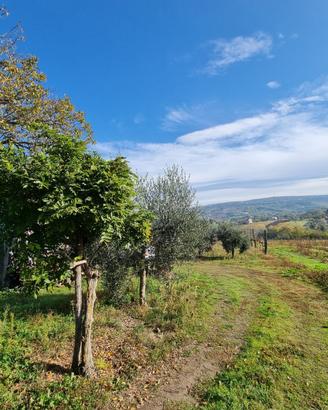 Terreno di mq 10000 a vigneto