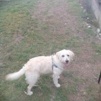 Cane - Cucciolo di Labradoodle