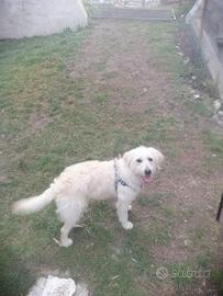 Cane - Cucciolo di Labradoodle
