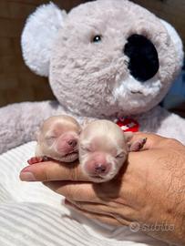 Maschi chihuahua Pedigree ENCI/FCI