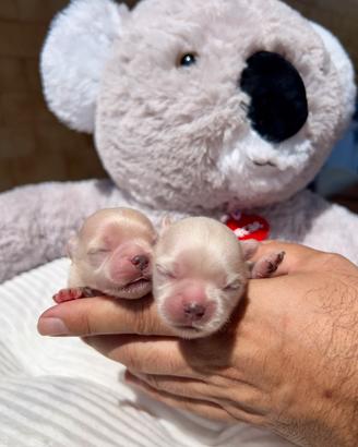 Maschi chihuahua Pedigree ENCI/FCI