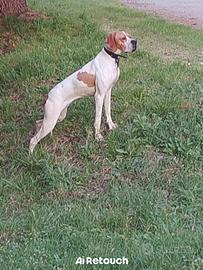 Pointer