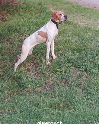 Pointer