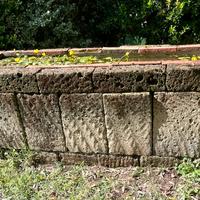 Pond pesci/tartarughe