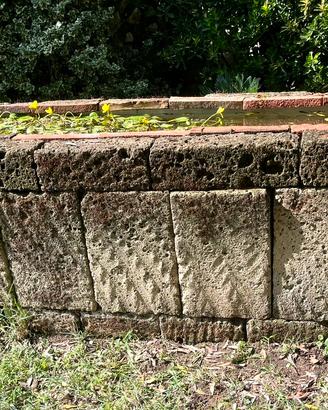 Pond pesci/tartarughe