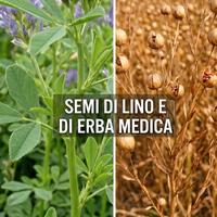 Semi di Lino e di erba Medica + OMAGGIO