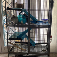 Cincillà con gabbia