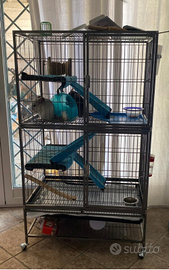 Cincillà con gabbia
