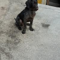 Cucciolone di cane da ferma da caccia