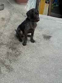 Cucciolone di cane da ferma da caccia