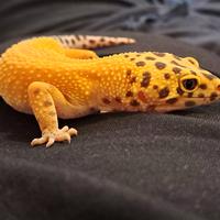 Jacopo leopardino femmina