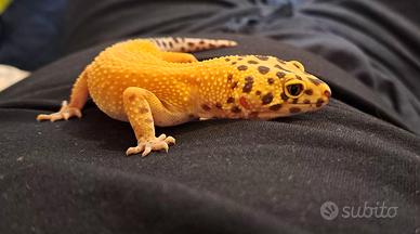 Jacopo leopardino femmina